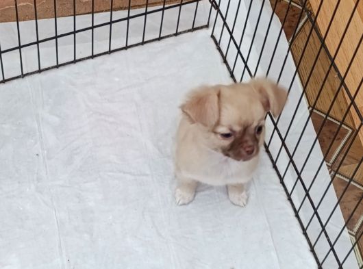 Chiuchuahua görsel