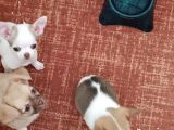 Chiuchuahua