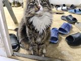 Maine coon kedi