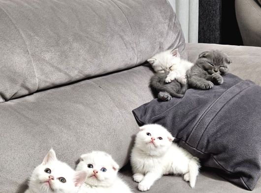 Aile Sıcaklığnda Reng Rend Safkan Yavrularım görsel