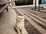 Aile Sıcaklığnda Reng Rend Safkan Yavrularım
