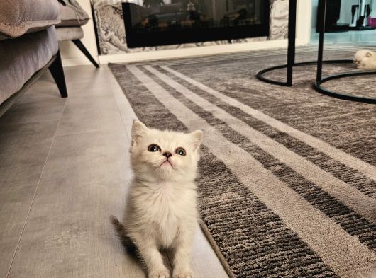 Aile Sıcaklığnda Reng Rend Safkan Yavrularım görsel