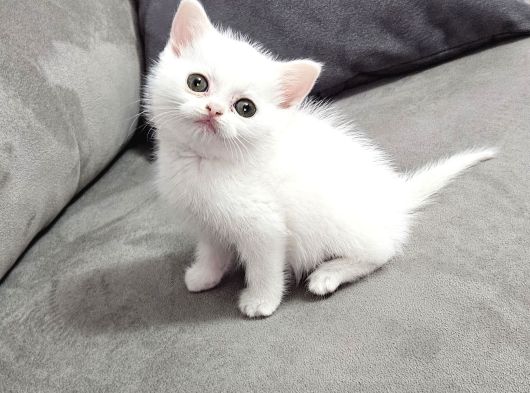 Aile Sıcaklığnda Reng Rend Safkan Yavrularım görsel