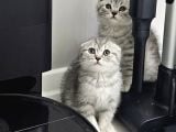 Aile Sıcaklığnda Reng Rend Safkan Yavrularım