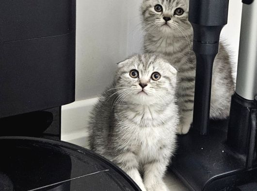Aile Sıcaklığnda Reng Rend Safkan Yavrularım görsel
