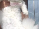British Longhair Yavrularım