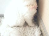 British Longhair Yavrularım