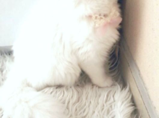 British Longhair Yavrularım görsel