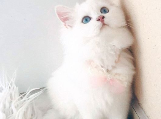British Longhair Yavrularım