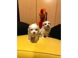 Maltipoo yavrularımız uygundur