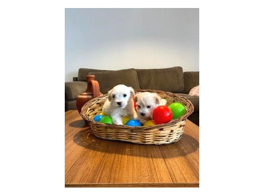 Teacup Maltese Yavrularım görsel