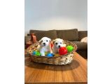 Teacup Maltese Yavrularım