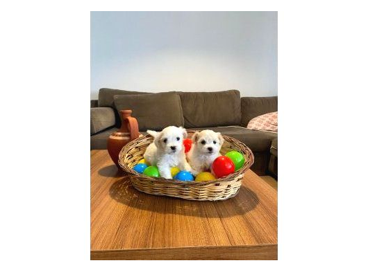 Teacup Maltese Yavrularım