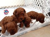 Toypoodle Bebekler