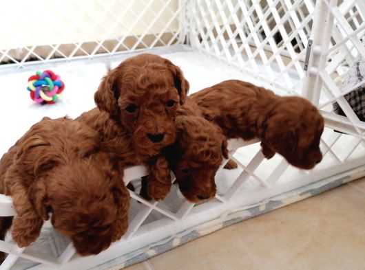 Toypoodle Bebekler görsel