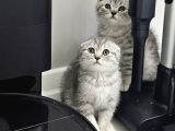 Aile Sıcaklığnda Reng Reng Safkan Yavrularım