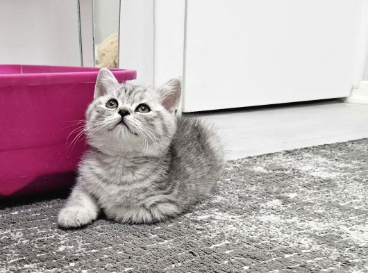 Aile Sıcaklığnda Reng Reng Safkan Yavrularım görsel