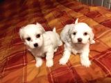 Ev doğumu maltipoo