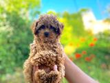 Toypoodle Bebekler