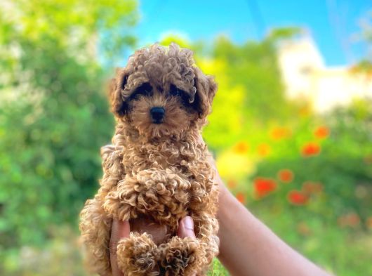 Toypoodle Bebekler görsel