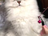 British Longhair Yavrularım
