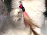 British Longhair Yavrularım