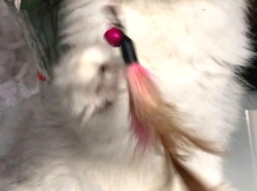 British Longhair Yavrularım görsel