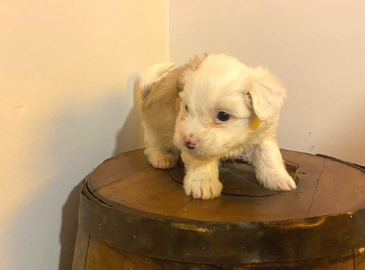 Ev Doğumu  Morkie Bebeğim görsel