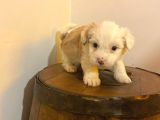 Ev doğumu  morkie bebeğim