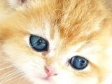 Yasal Ruhsatlı Çiftlikde Ziyarete Açık Golden British