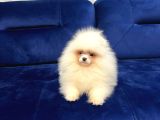 Kar Topu Gi̇bi̇ Bembeyaz Pomeri̇an Boo