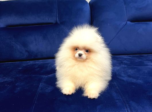 Kar Topu Gi̇bi̇ Bembeyaz Pomeri̇an Boo görsel