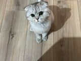 Ücretsiz Lorin Kızıma Ömürlük Yuva