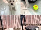 Maltese Terrier