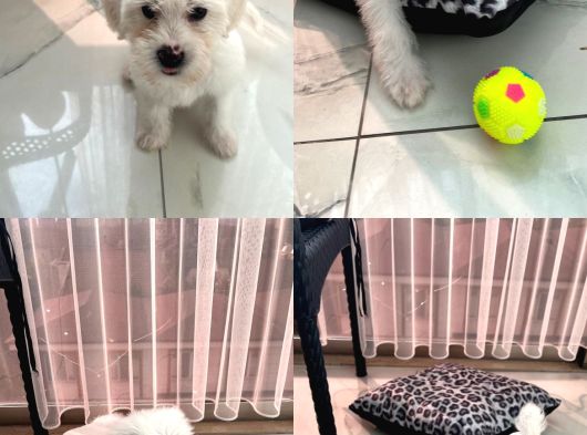 Maltese Terrier görsel