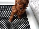 3kg garantili Toy poodle