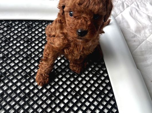 3Kg Garantili Toy Poodle
