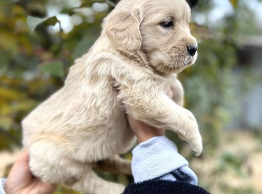 Harika Güzellikte Bebek Yüzlü Golden Retriever Yavrular görsel