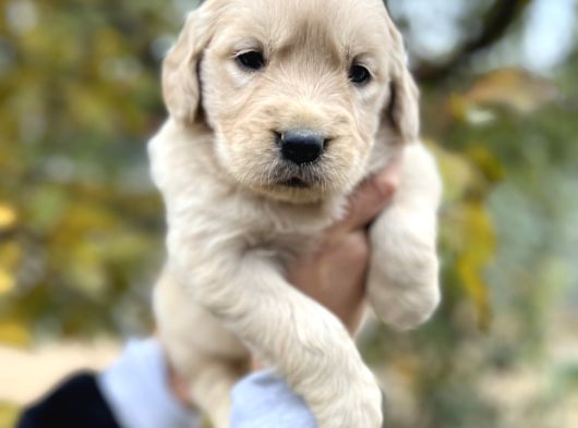 Harika Güzellikte Bebek Yüzlü Golden Retriever Yavrular görsel