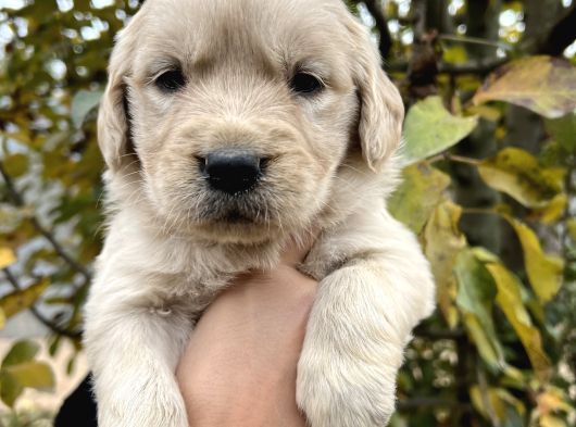 Harika Güzellikte Bebek yüzlü Golden Retriever yavrular