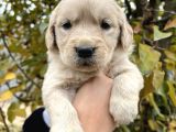 Harika Güzellikte Bebek Yüzlü Golden Retriever Yavrular