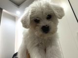 Maltese Terrier