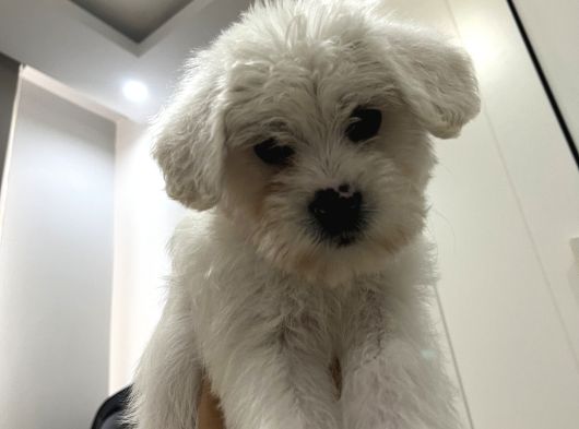 Maltese Terrier