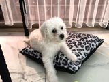 Maltese Terrier
