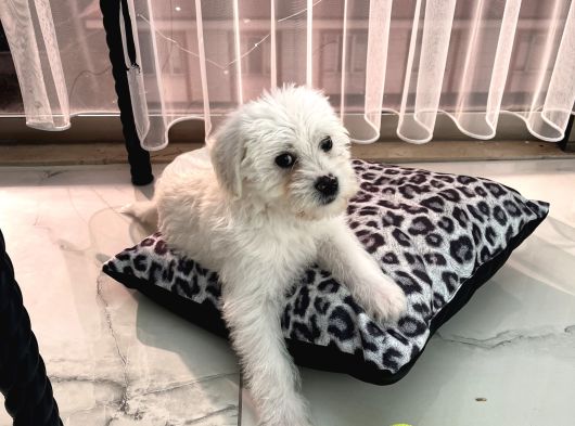 Maltese Terrier görsel