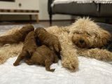 Toypoodle Bebekler
