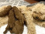 Toypoodle bebekler