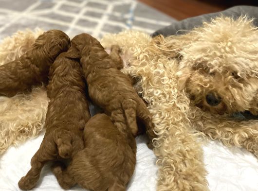 Toypoodle Bebekler
