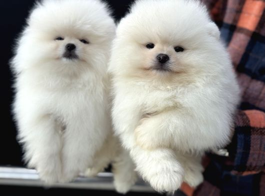 Petmode Köpek Çiftliğinde Ziyarete Açık Teddy Pomeranin görsel