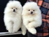 Petmode Köpek Çiftliğinde Ziyarete Açık Teddy Pomeranin
